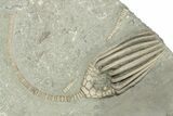 Spectacular Actinocrinites Crinoid With Macrocrinus - Indiana #272813-3